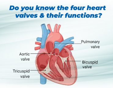 Do You Know The 4 Heart Valves & Their Functions?