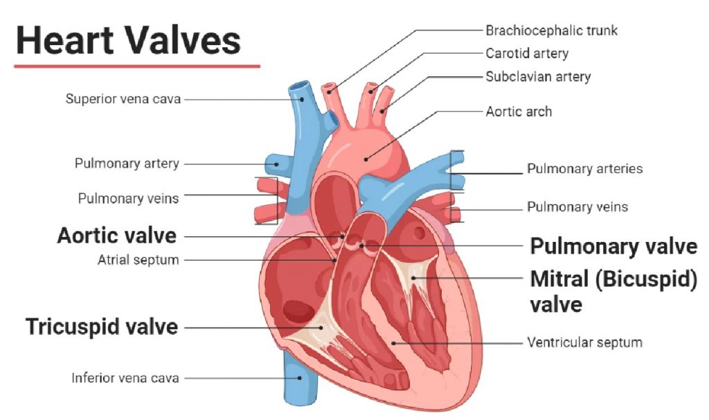 Heart Valves & Their Functions?